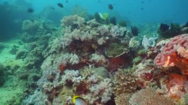 Mercan ve tropikal balık. Filipinler, Mindoro.