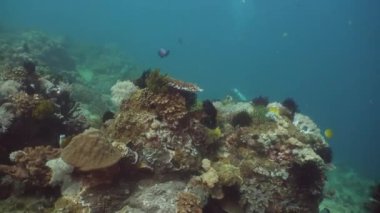 Mercan ve tropikal balık. Filipinler, Mindoro.