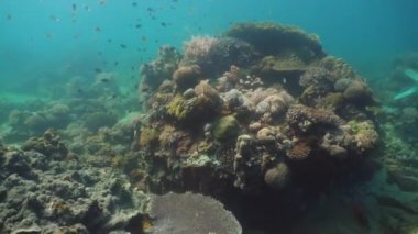 Mercan ve tropikal balık. Filipinler, Mindoro.