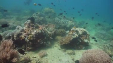 Mercan ve tropikal balık. Filipinler, Mindoro.