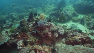 Mercan ve tropikal balık. Filipinler, Mindoro.