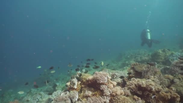 Scuba Divers underwater. Philippines, Mindoro. — Stock Video