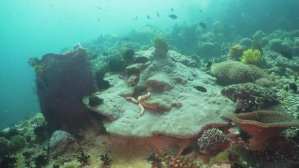 Récif corallien et poissons tropicaux. Philippines, Mindoro . — Video