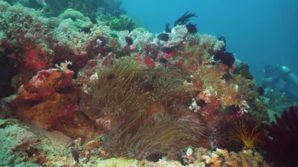 Arrecife de coral y peces tropicales. Filipinas, Mindoro . — Vídeo de stock