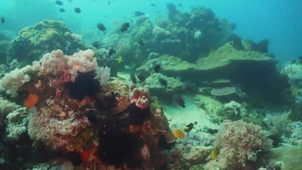 Recifes de coral e peixes tropicais. Filipinas, Mindoro . — Vídeo de Stock