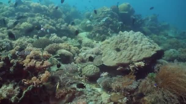 Recifes de coral e peixes tropicais. Filipinas, Mindoro . — Vídeo de Stock