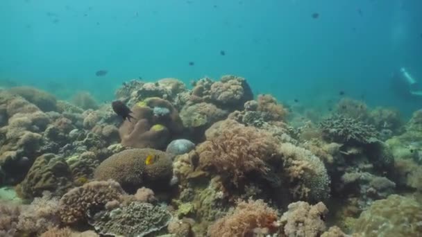 Coral reef and tropical fish. Philippines, Mindoro. — Stock Video