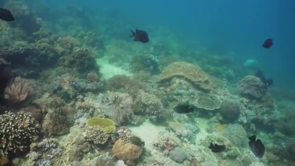 Recifes de coral e peixes tropicais. Filipinas, Mindoro . — Vídeo de Stock