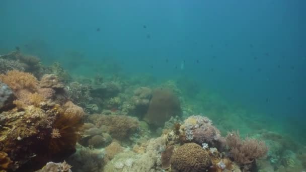 Arrecife de coral y peces tropicales. Filipinas, Mindoro . — Vídeos de Stock