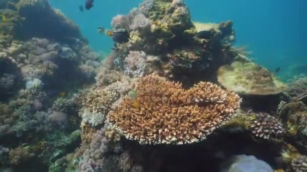 Recifes de coral e peixes tropicais. Filipinas, Mindoro . — Vídeo de Stock