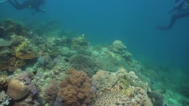 Arrecife de coral y peces tropicales. Filipinas, Mindoro . — Vídeos de Stock