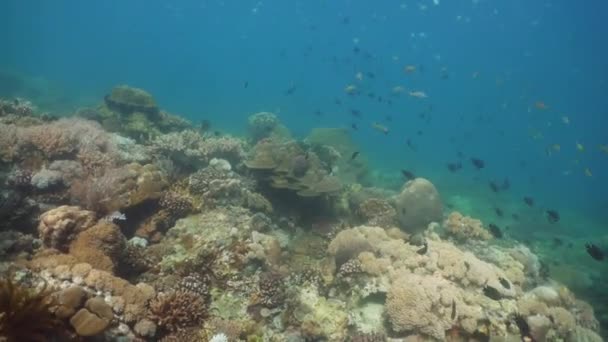 Recifes de coral e peixes tropicais. Filipinas, Mindoro . — Vídeo de Stock