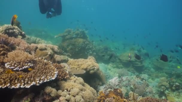 Arrecife de coral y peces tropicales. Filipinas, Mindoro . — Vídeos de Stock