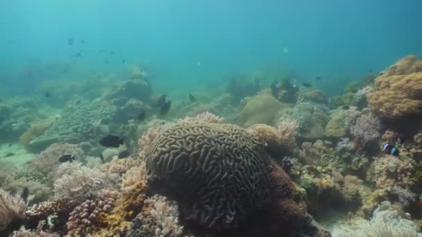 Arrecife de coral y peces tropicales. Filipinas, Mindoro . — Vídeo de stock