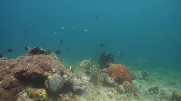 Arrecife de coral y peces tropicales. Filipinas, Mindoro . — Vídeos de Stock