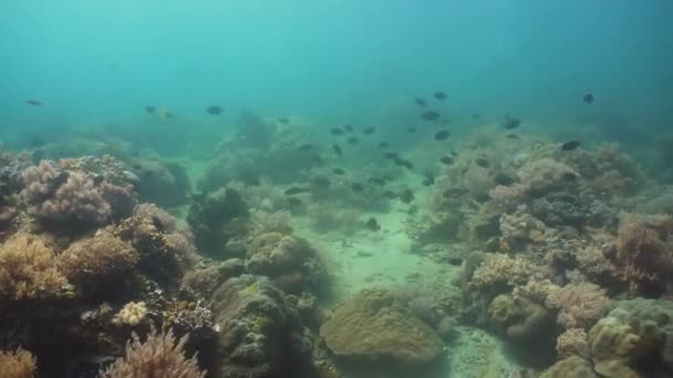 Barriera corallina e pesce tropicale. Filippine, Mindoro . — Video Stock