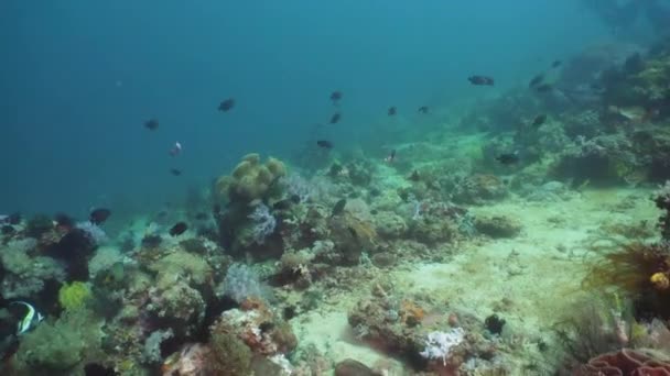 Recifes de coral e peixes tropicais. Filipinas, Mindoro . — Vídeo de Stock