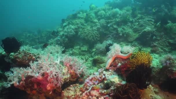 Recifes de coral e peixes tropicais. Filipinas, Mindoro . — Vídeo de Stock