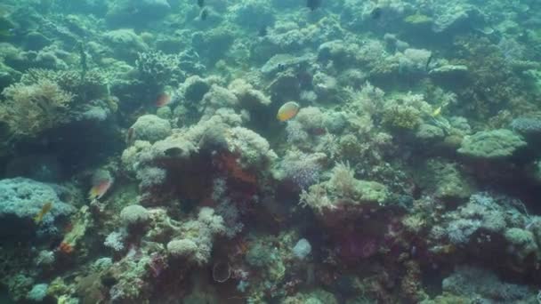 Arrecife de coral y peces tropicales. Filipinas, Mindoro . — Vídeo de stock