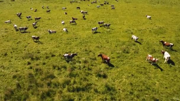 목초지에서 풀을 뜯는 소들 — 비디오