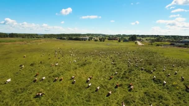 Vacas que pastam em pastagens — Vídeo de Stock