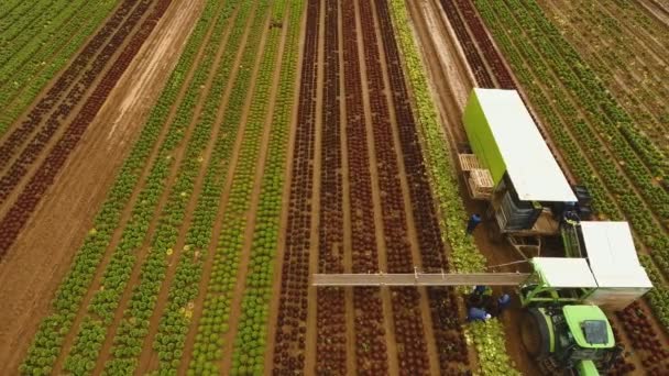 Recolección de repollo por tractor. Campo con filas de ensalada . — Vídeos de Stock