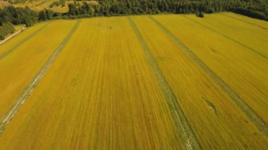 Yaz manzara, keten bir alan