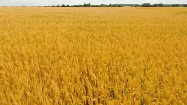 Vista aérea do campo de trigo dourado.Vídeo aéreo . — Vídeo de Stock