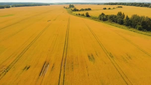 Вид с воздуха на поле из золотой пшеницы. . — стоковое видео