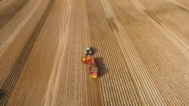 Récolte des pommes de terre sur le terrain — Video