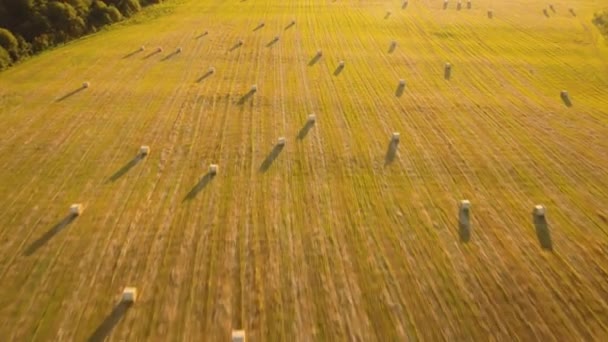 Rolls of haystacks on the field — Stock Video