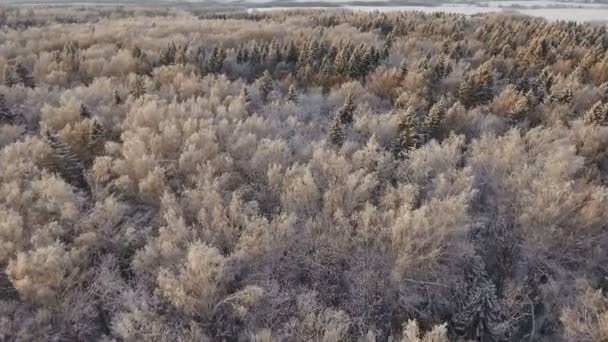 Paisagem de inverno com floresta. — Vídeo de Stock