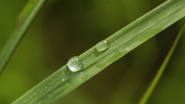 Tautropfen auf dem Gras — Stockvideo