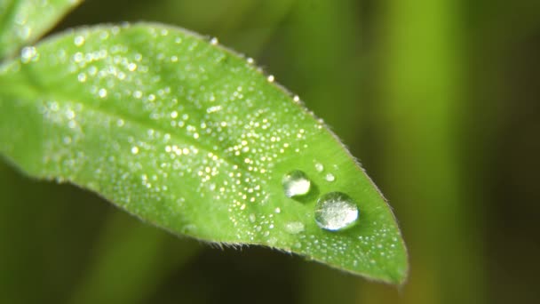 草上的一滴露珠 — 图库视频影像