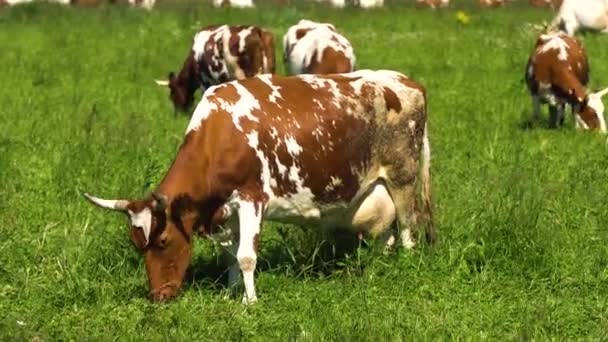 Vacas pastando en pastos — Vídeo de stock