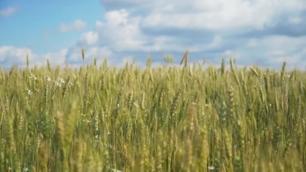 Tarweveld op het platteland. — Stockvideo