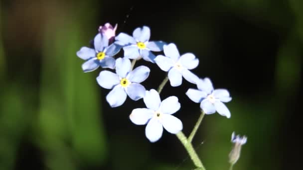 Beautiful blue wild flower.Macro. — Stock Video