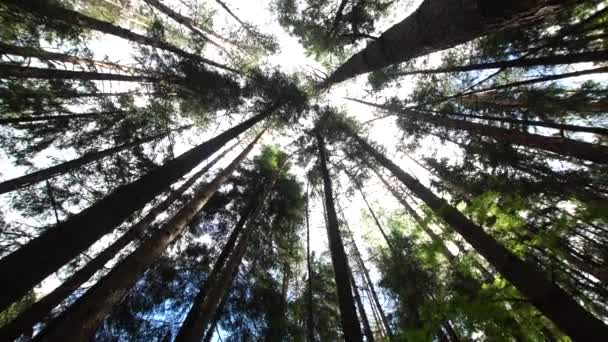 Coroas de árvores na floresta — Vídeo de Stock