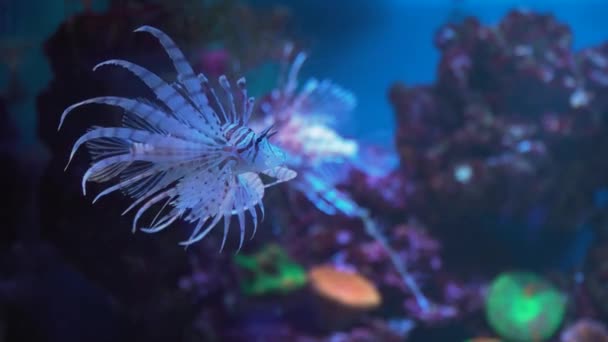 Poisson lion, récif corallien sous-marin . — Video