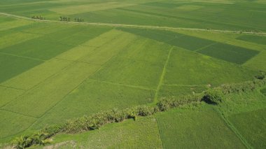 Pirinç Teras alanıyla manzara. Filipinler, Luzon.