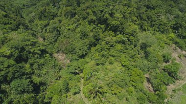 Yağmur ormanlarıyla kaplı dağ manzarası.