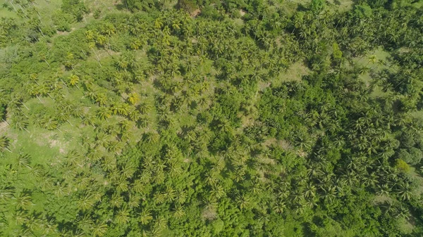Palmiye ağaçlarıyla tropik bir manzara. Filipinler, Luzon