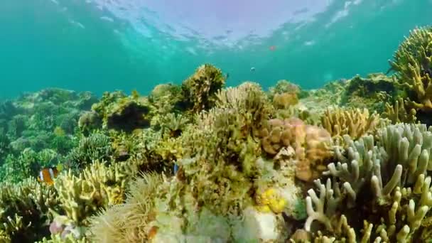 Coral reef and tropical fish underwater. Camiguin, Philippines — Stock Video