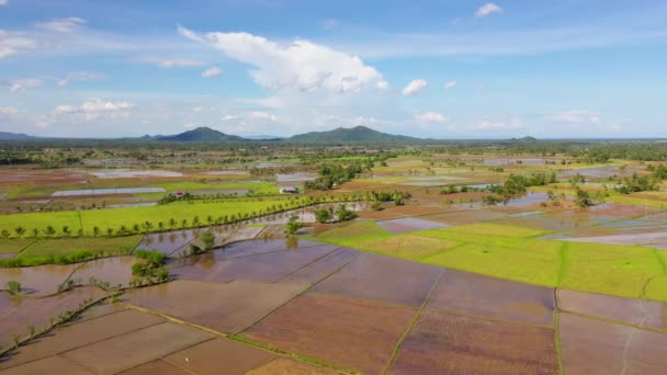 Los campos de arroz están inundados de agua. Paisaje tropical con suelo fértil. — Vídeos de Stock