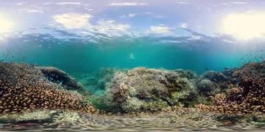 Mercan resifi ve tropikal balık 360VR. Camiguin, Filipinler