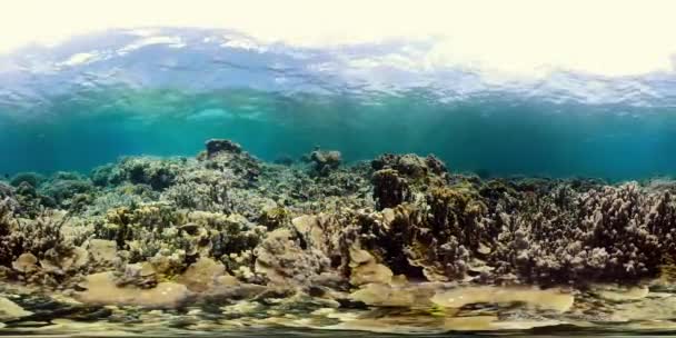 珊瑚礁和热带鱼类360VR 。Camiguin，菲律宾 — 图库视频影像