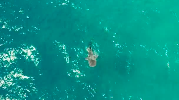 청록색 바다에 사는 고래상어입니다. 필리핀, 세부 — 비디오