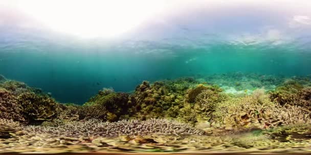 The underwater world of a coral reef 360VR. — Stock Video