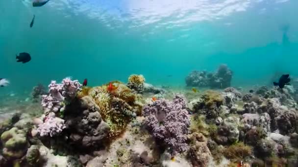 Recifes de corais e peixes tropicais subaquáticos. Camiguin, Filipinas — Vídeo de Stock