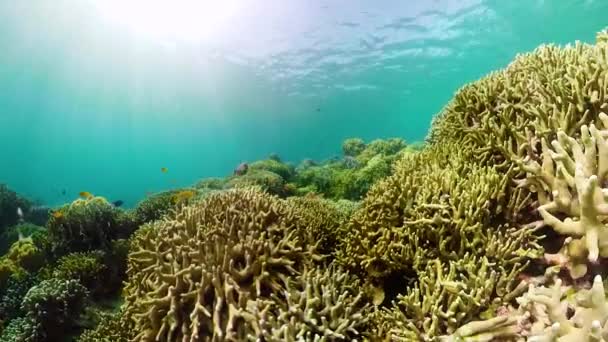 Arrecife de coral con peces bajo el agua. Camiguin, Filipinas — Vídeos de Stock